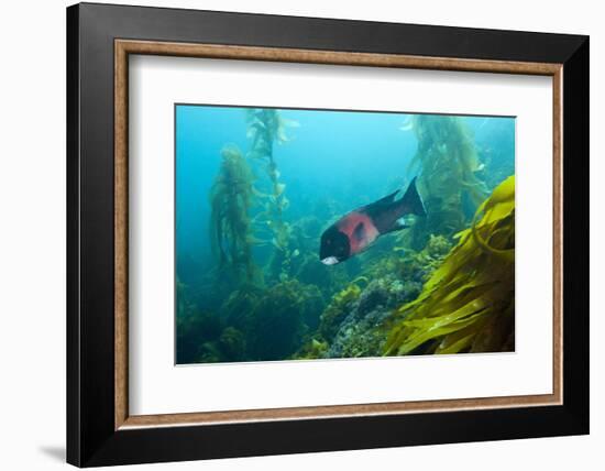 Californian Schweinswrasse, Semicossyphus Pulcher, San Benito Island, Mexico-Reinhard Dirscherl-Framed Photographic Print