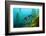 Californian Schweinswrasse, Semicossyphus Pulcher, San Benito Island, Mexico-Reinhard Dirscherl-Framed Photographic Print