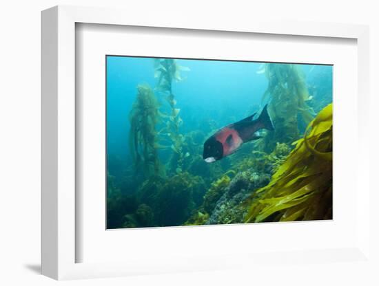 Californian Schweinswrasse, Semicossyphus Pulcher, San Benito Island, Mexico-Reinhard Dirscherl-Framed Photographic Print