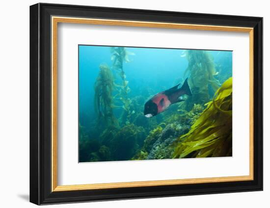 Californian Schweinswrasse, Semicossyphus Pulcher, San Benito Island, Mexico-Reinhard Dirscherl-Framed Photographic Print