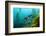 Californian Schweinswrasse, Semicossyphus Pulcher, San Benito Island, Mexico-Reinhard Dirscherl-Framed Photographic Print