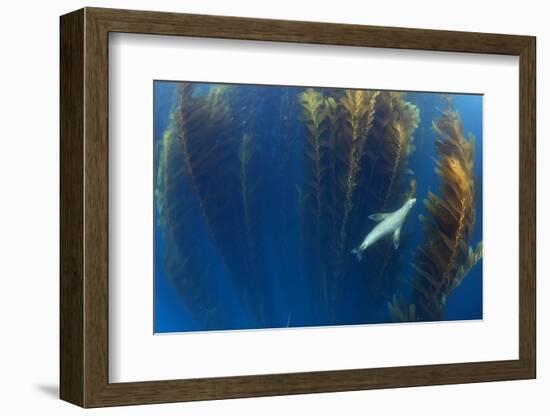 Californian sea lion in Giant kelp forest, San Benitos Islands, Baja California, Mexico, May-Claudio Contreras-Framed Photographic Print