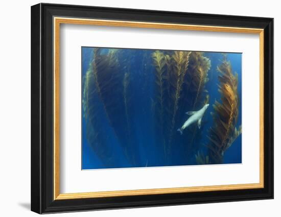 Californian sea lion in Giant kelp forest, San Benitos Islands, Baja California, Mexico, May-Claudio Contreras-Framed Photographic Print