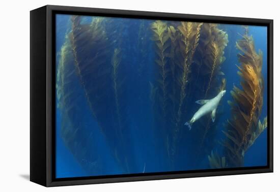 Californian sea lion in Giant kelp forest, San Benitos Islands, Baja California, Mexico, May-Claudio Contreras-Framed Premier Image Canvas