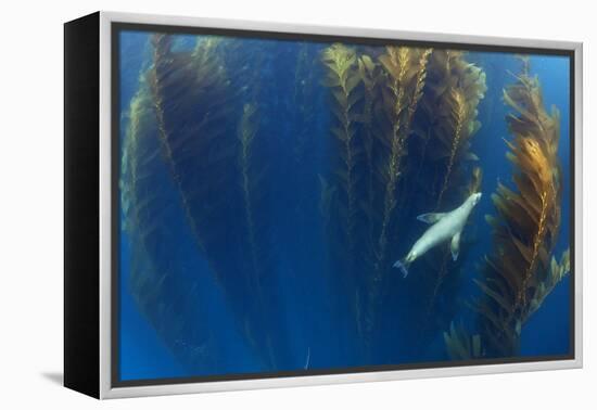 Californian sea lion in Giant kelp forest, San Benitos Islands, Baja California, Mexico, May-Claudio Contreras-Framed Premier Image Canvas