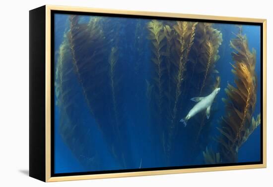 Californian sea lion in Giant kelp forest, San Benitos Islands, Baja California, Mexico, May-Claudio Contreras-Framed Premier Image Canvas