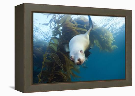 Californian Sea Lion, Zalophus Californianus, Cedros Iceland, Mexico-Reinhard Dirscherl-Framed Premier Image Canvas