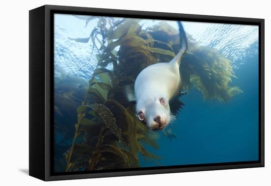 Californian Sea Lion, Zalophus Californianus, Cedros Iceland, Mexico-Reinhard Dirscherl-Framed Premier Image Canvas