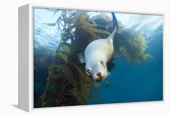 Californian Sea Lion, Zalophus Californianus, Cedros Iceland, Mexico-Reinhard Dirscherl-Framed Premier Image Canvas