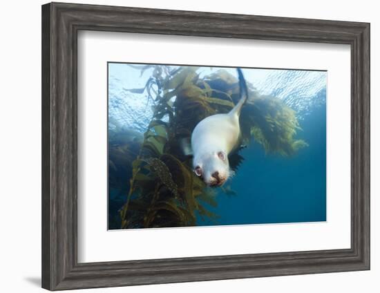 Californian Sea Lion, Zalophus Californianus, Cedros Iceland, Mexico-Reinhard Dirscherl-Framed Photographic Print