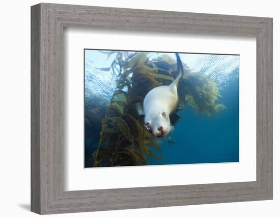 Californian Sea Lion, Zalophus Californianus, Cedros Iceland, Mexico-Reinhard Dirscherl-Framed Photographic Print