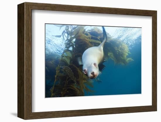 Californian Sea Lion, Zalophus Californianus, Cedros Iceland, Mexico-Reinhard Dirscherl-Framed Photographic Print