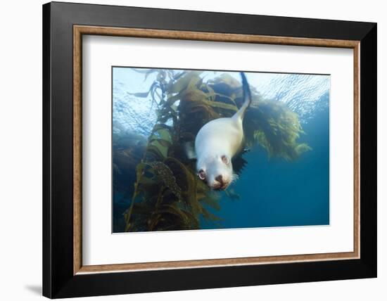Californian Sea Lion, Zalophus Californianus, Cedros Iceland, Mexico-Reinhard Dirscherl-Framed Photographic Print