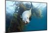 Californian Sea Lion, Zalophus Californianus, Cedros Iceland, Mexico-Reinhard Dirscherl-Mounted Photographic Print