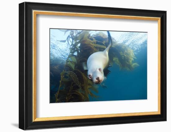 Californian Sea Lion, Zalophus Californianus, Cedros Iceland, Mexico-Reinhard Dirscherl-Framed Photographic Print