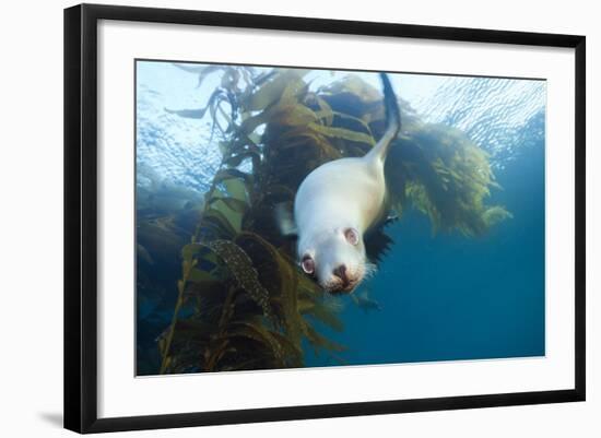 Californian Sea Lion, Zalophus Californianus, Cedros Iceland, Mexico-Reinhard Dirscherl-Framed Photographic Print