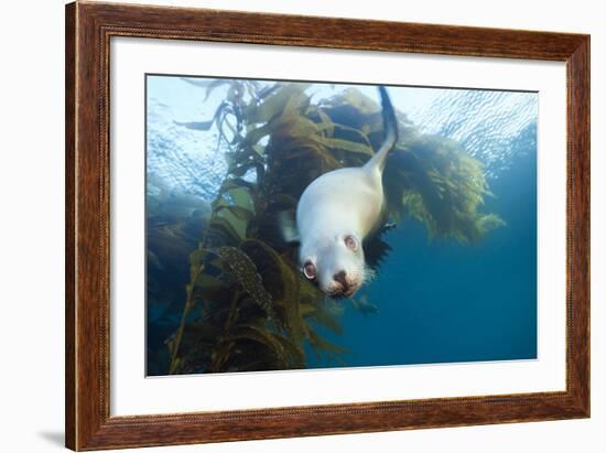 Californian Sea Lion, Zalophus Californianus, Cedros Iceland, Mexico-Reinhard Dirscherl-Framed Photographic Print