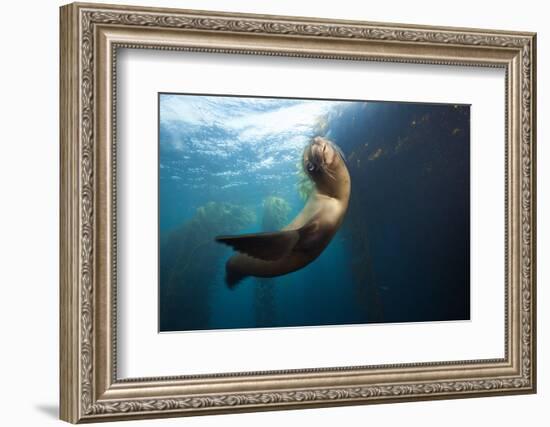 Californian Sea Lion, Zalophus Californianus, Cedros Iceland, Mexico-Reinhard Dirscherl-Framed Photographic Print