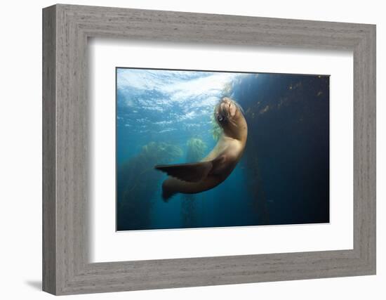 Californian Sea Lion, Zalophus Californianus, Cedros Iceland, Mexico-Reinhard Dirscherl-Framed Photographic Print