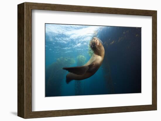 Californian Sea Lion, Zalophus Californianus, Cedros Iceland, Mexico-Reinhard Dirscherl-Framed Photographic Print