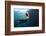 Californian Sea Lion, Zalophus Californianus, Cedros Iceland, Mexico-Reinhard Dirscherl-Framed Photographic Print