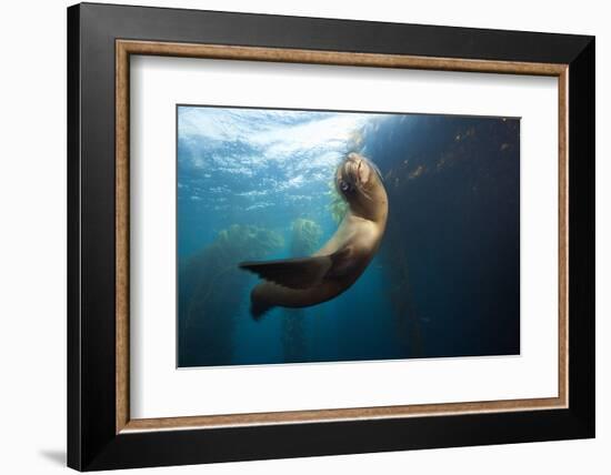 Californian Sea Lion, Zalophus Californianus, Cedros Iceland, Mexico-Reinhard Dirscherl-Framed Photographic Print