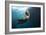 Californian Sea Lion, Zalophus Californianus, Cedros Iceland, Mexico-Reinhard Dirscherl-Framed Photographic Print