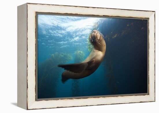 Californian Sea Lion, Zalophus Californianus, Cedros Iceland, Mexico-Reinhard Dirscherl-Framed Premier Image Canvas