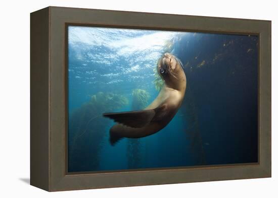 Californian Sea Lion, Zalophus Californianus, Cedros Iceland, Mexico-Reinhard Dirscherl-Framed Premier Image Canvas