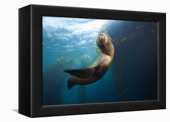 Californian Sea Lion, Zalophus Californianus, Cedros Iceland, Mexico-Reinhard Dirscherl-Framed Premier Image Canvas