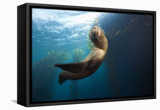 Californian Sea Lion, Zalophus Californianus, Cedros Iceland, Mexico-Reinhard Dirscherl-Framed Premier Image Canvas