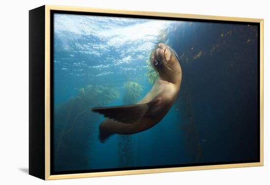 Californian Sea Lion, Zalophus Californianus, Cedros Iceland, Mexico-Reinhard Dirscherl-Framed Premier Image Canvas