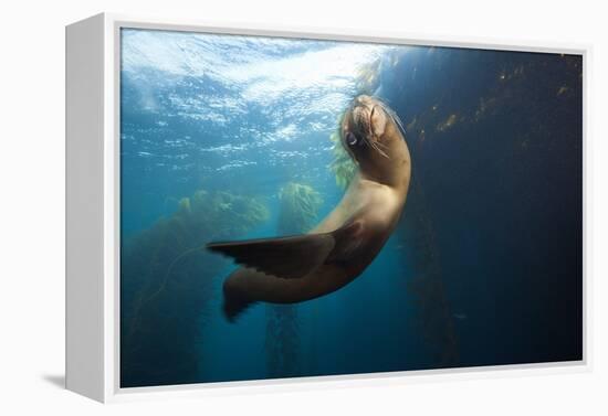 Californian Sea Lion, Zalophus Californianus, Cedros Iceland, Mexico-Reinhard Dirscherl-Framed Premier Image Canvas