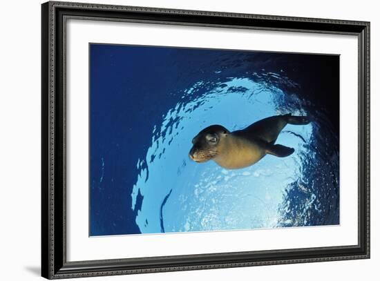 Californian Sea Lion, Zalophus Californianus, Mexico, Sea of Cortez, Baja California, La Paz-Reinhard Dirscherl-Framed Photographic Print