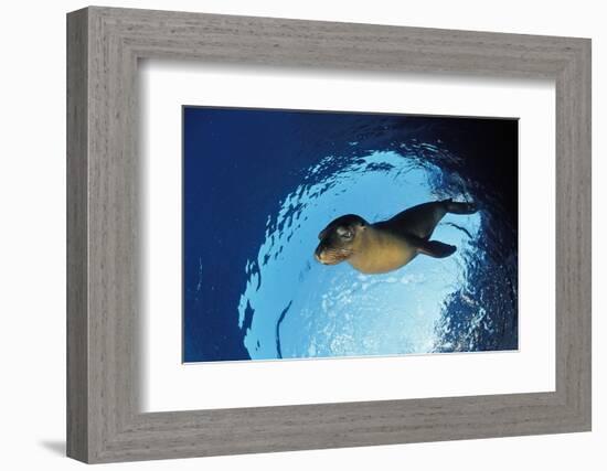 Californian Sea Lion, Zalophus Californianus, Mexico, Sea of Cortez, Baja California, La Paz-Reinhard Dirscherl-Framed Photographic Print