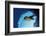 Californian Sea Lion, Zalophus Californianus, Mexico, Sea of Cortez, Baja California, La Paz-Reinhard Dirscherl-Framed Photographic Print