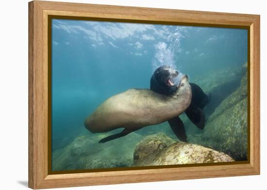 Californian Sea Lion (Zalophus Californianus)-Reinhard Dirscherl-Framed Premier Image Canvas