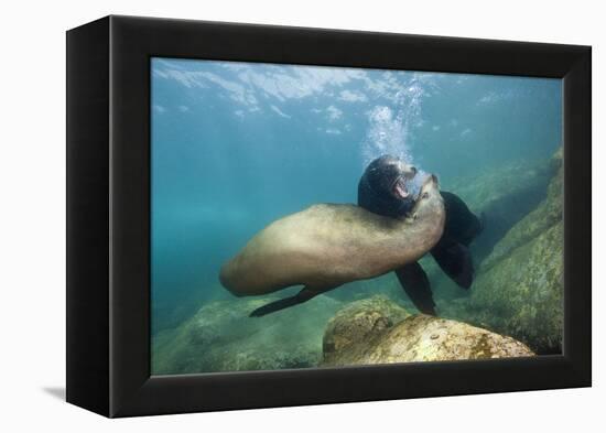 Californian Sea Lion (Zalophus Californianus)-Reinhard Dirscherl-Framed Premier Image Canvas