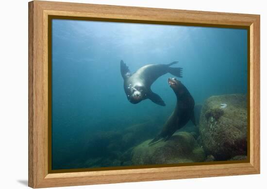 Californian Sea Lion (Zalophus Californianus)-Reinhard Dirscherl-Framed Premier Image Canvas
