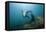 Californian Sea Lion (Zalophus Californianus)-Reinhard Dirscherl-Framed Premier Image Canvas