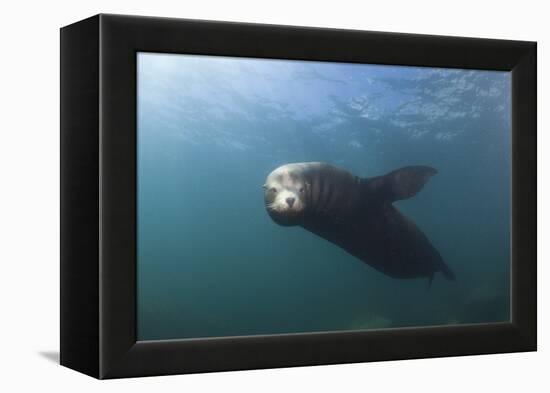 Californian Sea Lion (Zalophus Californianus)-Reinhard Dirscherl-Framed Premier Image Canvas