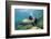 Californian Sea Lion (Zalophus Californianus)-Reinhard Dirscherl-Framed Photographic Print