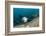 Californian Sea Lion (Zalophus Californianus)-Reinhard Dirscherl-Framed Photographic Print