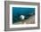 Californian Sea Lion (Zalophus Californianus)-Reinhard Dirscherl-Framed Photographic Print