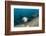 Californian Sea Lion (Zalophus Californianus)-Reinhard Dirscherl-Framed Photographic Print