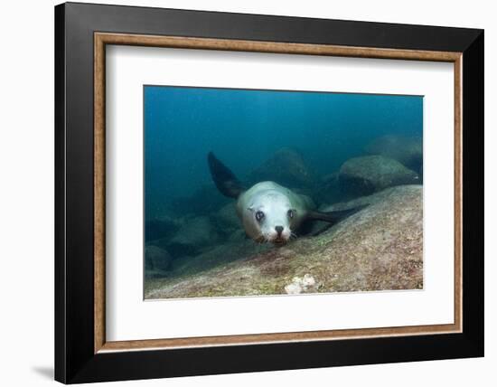 Californian Sea Lion (Zalophus Californianus)-Reinhard Dirscherl-Framed Photographic Print