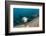 Californian Sea Lion (Zalophus Californianus)-Reinhard Dirscherl-Framed Photographic Print