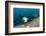 Californian Sea Lion (Zalophus Californianus)-Reinhard Dirscherl-Framed Photographic Print