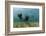 Californian Sea Lions, Zalophus Californianus, San Benito Island, Mexico-Reinhard Dirscherl-Framed Photographic Print