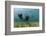 Californian Sea Lions, Zalophus Californianus, San Benito Island, Mexico-Reinhard Dirscherl-Framed Photographic Print